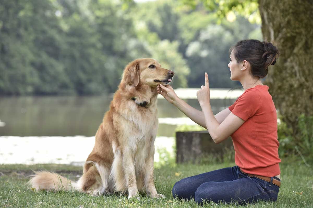 Dog Behavior Troubleshooting Phoenix AZ: Expert Solutions for Lasting Results