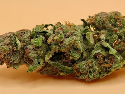 Experience Top-Tier Flavor and Power with Jealousy runtz strain Delivered to Your Door