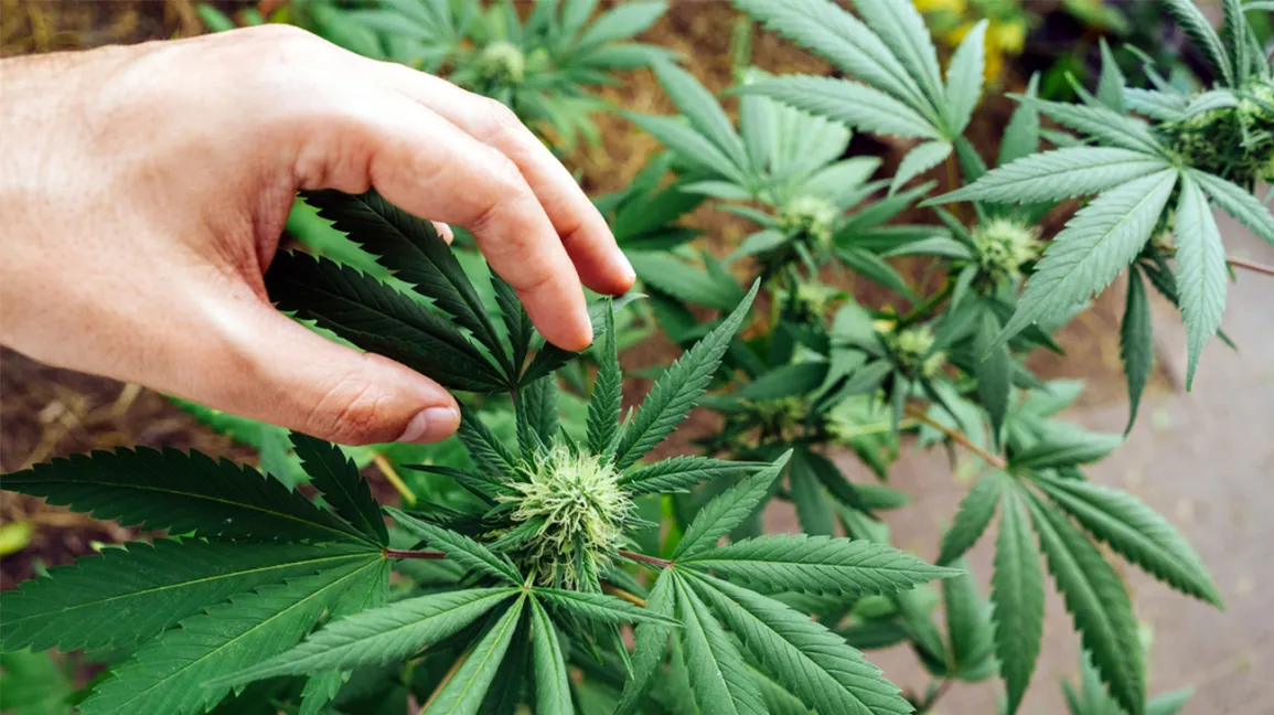 Best Place to Buy Weed Strains Australia Online – OZ, Flower & Medical-Grade Bud