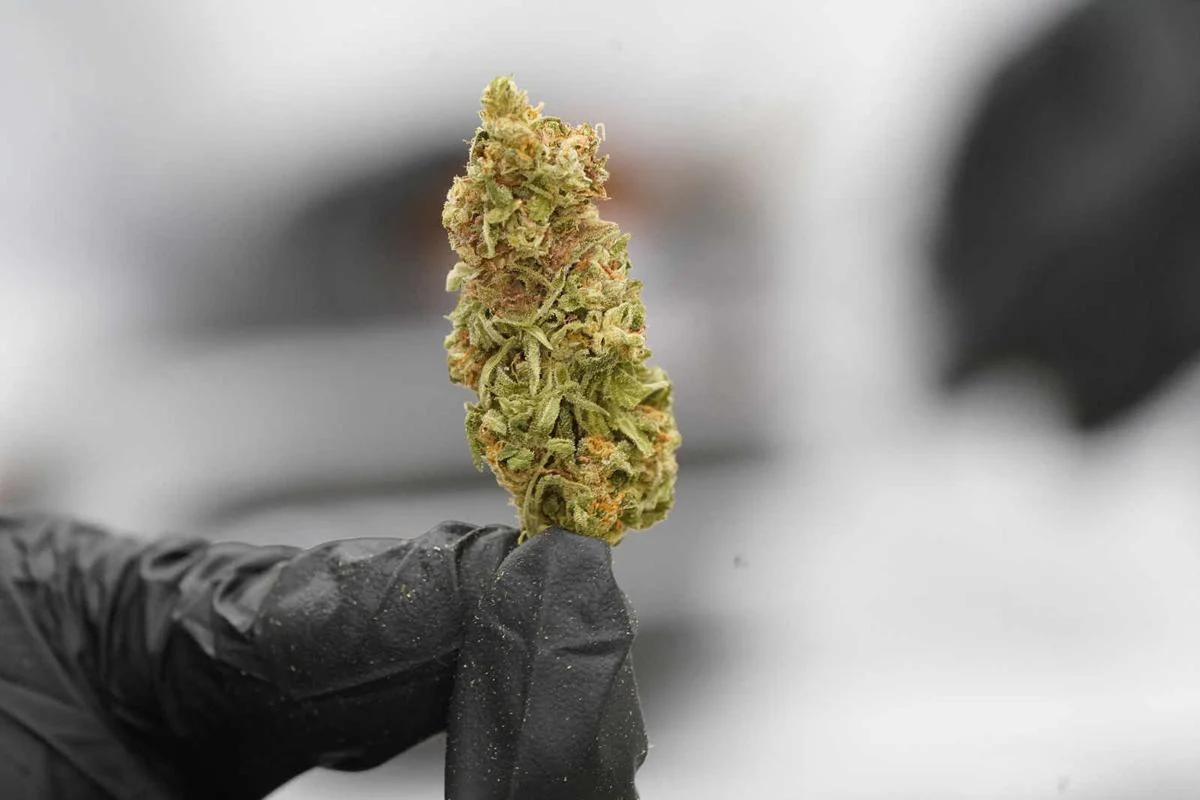 Unlock the Power of CBD OG Kush with Green Leaf Store EU's Top-Tier Assistance