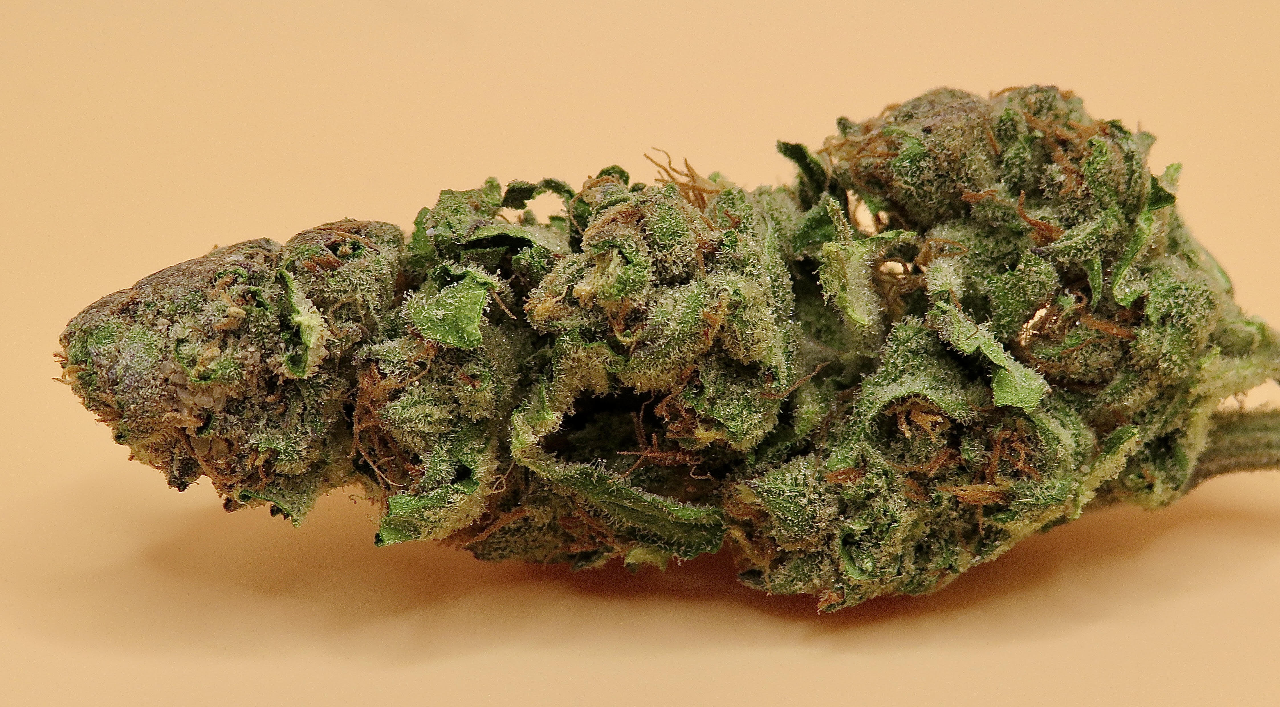 Experience Top-Tier Flavor and Power with Jealousy runtz strain Delivered to Your Door