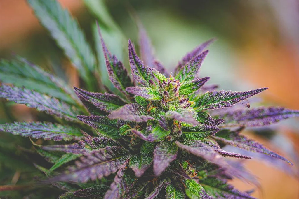 Medical Cannabis Flower UK – Trusted Source for Patient Use
